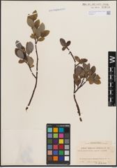 Foto von Salix cordifolia Pursh
